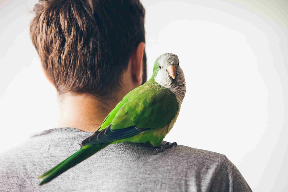 A Budgie sits on a man's shoulder