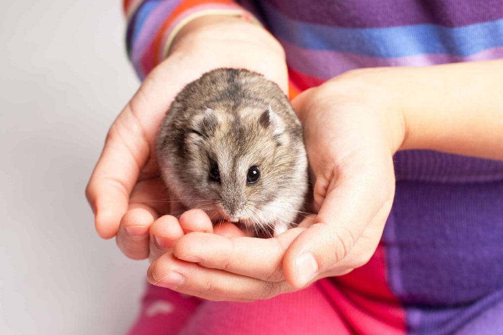 A Gerbil sits in the hands of a child