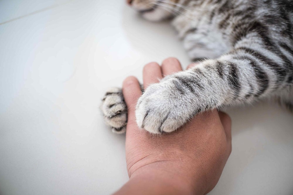 A cat's paws touch a man's hand