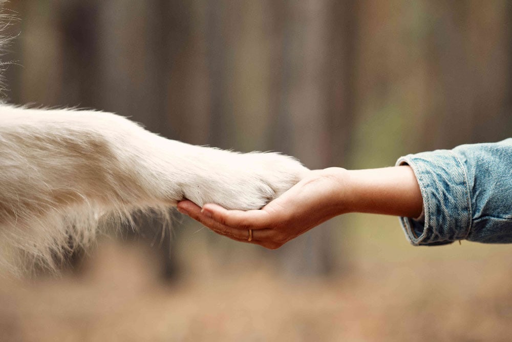 A child and a dog hold hand and paw