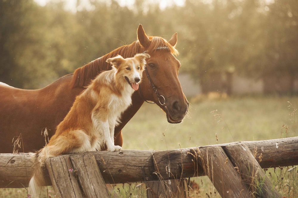 A dog and a horse together outdoors_Pet passing at home