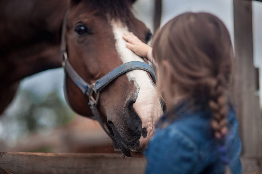 A girl strokes a horse