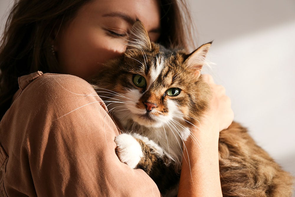 A woman and a long haired cat cuddle
